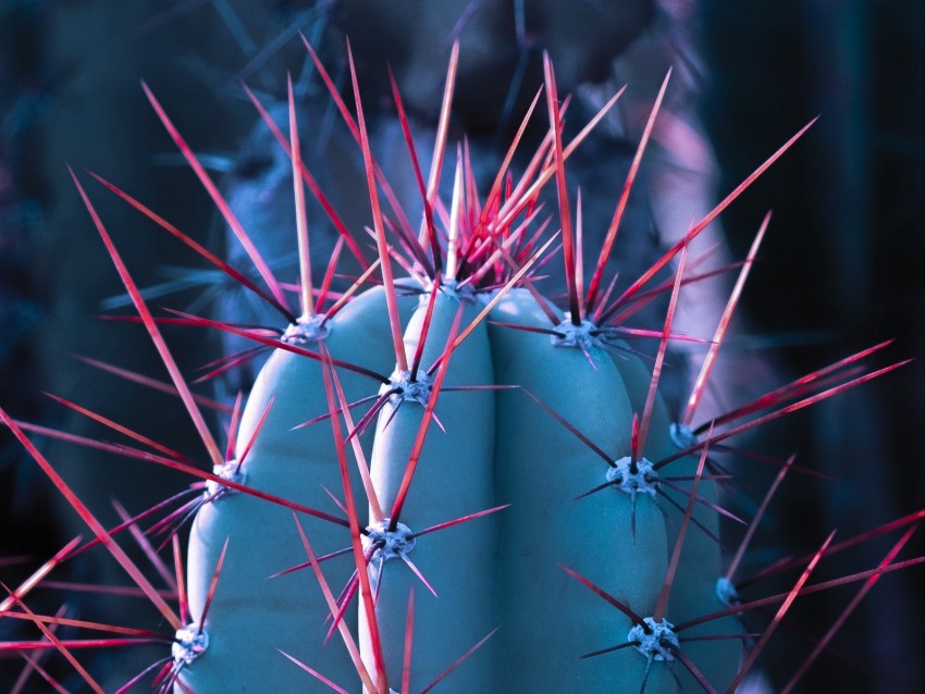 Cactus Succulent Spines Needles Background