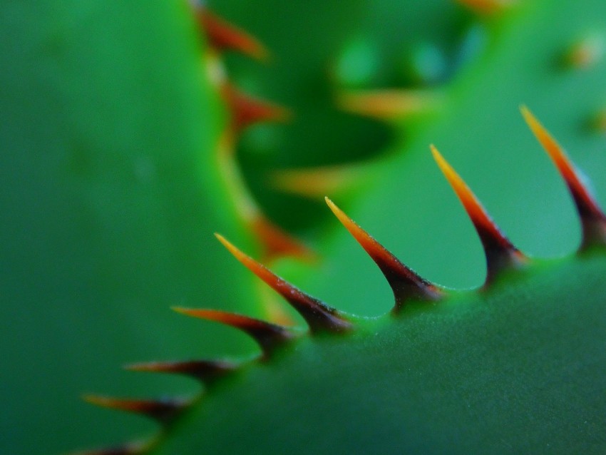 cactus, thorns, closeup, sharp, plant, green