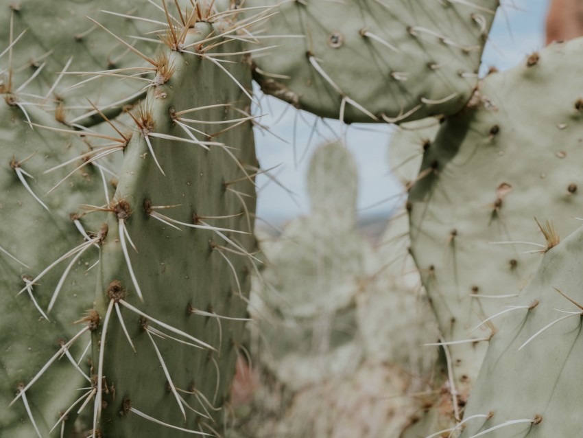 Cactus Thorns Needles Spike Background