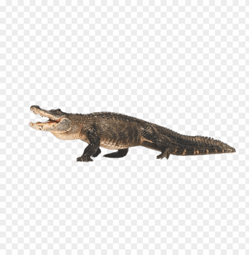 animals, caimans, caiman full body, 