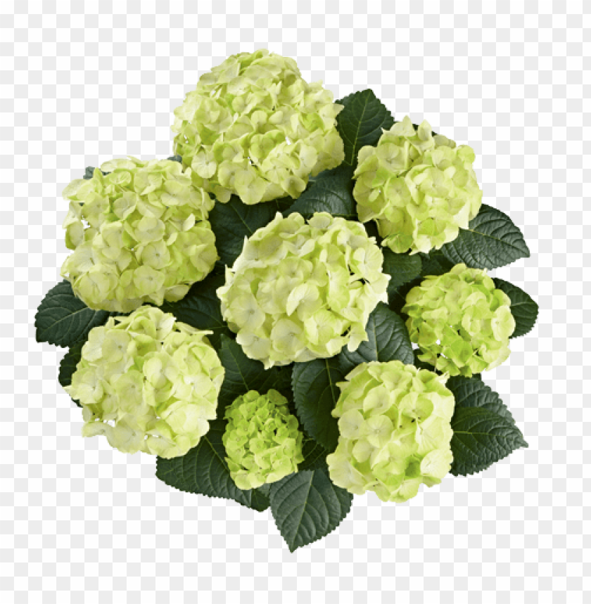 hydrangea flowers, green blossoms, ornamental plants, garden flowers, decorative foliage, spring flowers, flower arrangements