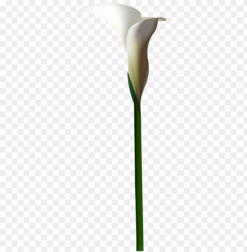 calla lily flower