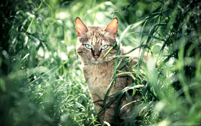 Calm Cat Grass Sit Wallpaper PNG Transparent Background