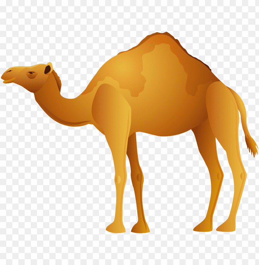 camel,camel free png,camel png free,camel free png,camel png,camel images png,camel file png