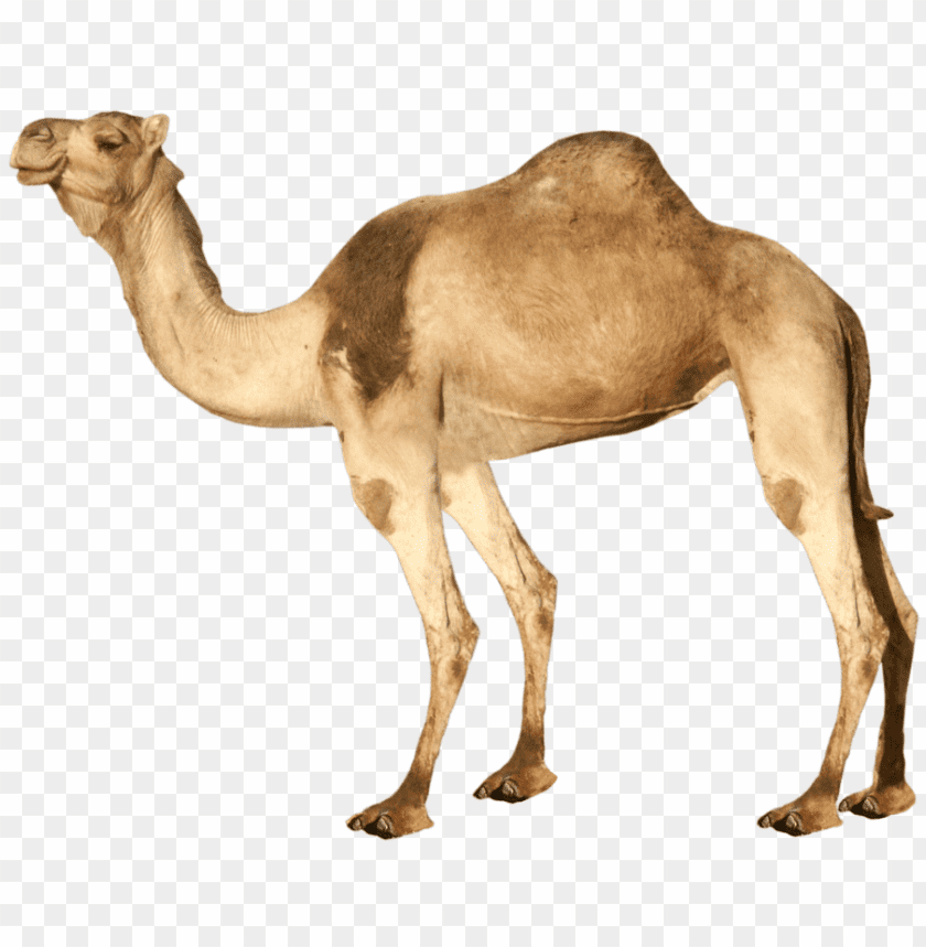 camel,camel free png,camel png free,camel free png,camel png,camel images png,camel file png