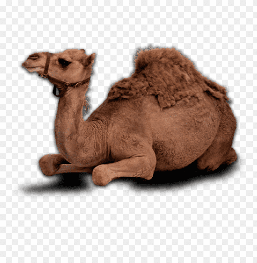 camel,camel free png,camel png free,camel free png,camel png,camel images png,camel file png