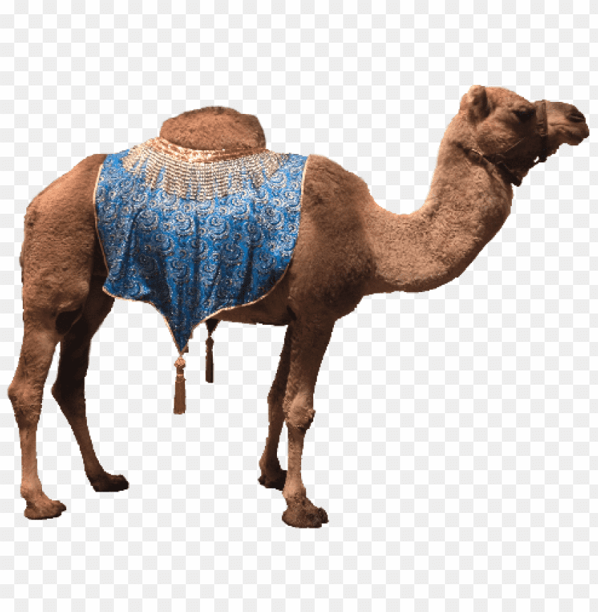 camel,camel free png,camel png free,camel free png,camel png,camel images png,camel file png