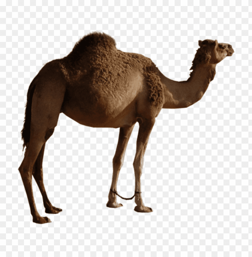 camel,camel free png,camel png free,camel free png,camel png,camel images png,camel file png