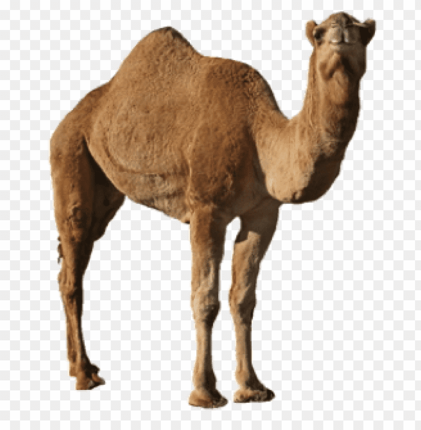 camel,camel free png,camel png free,camel free png,camel png,camel images png,camel file png