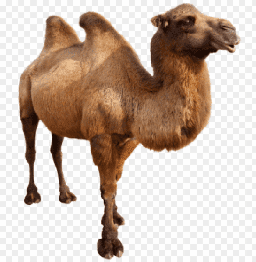 camel,camel free png,camel png free,camel free png,camel png,camel images png,camel file png