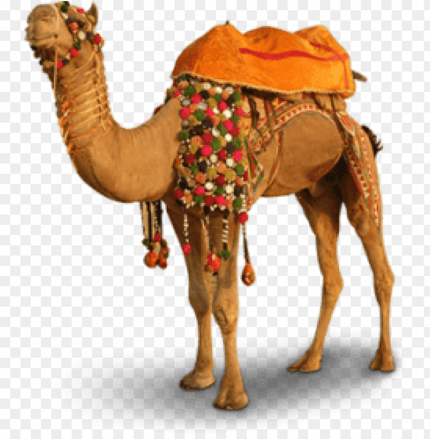 camel,camel free png,camel png free,camel free png,camel png,camel images png,camel file png