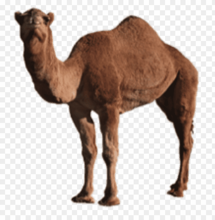 camel,camel free png,camel png free,camel free png,camel png,camel images png,camel file png