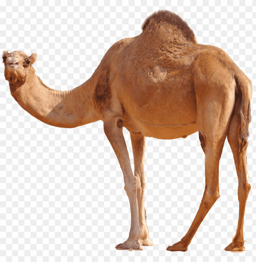 camel,camel free png,camel png free,camel free png,camel png,camel images png,camel file png