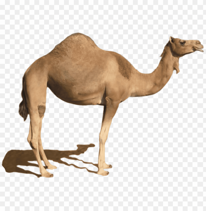 camel,camel free png,camel png free,camel free png,camel png,camel images png,camel file png