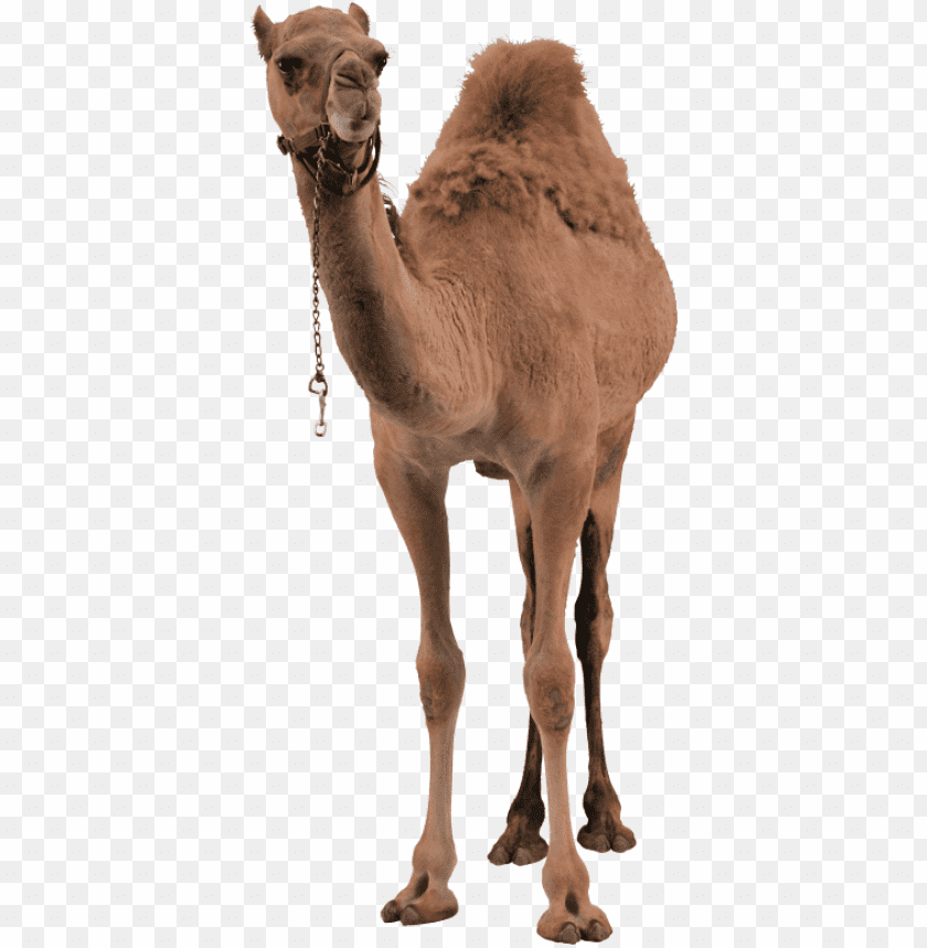 camel,camel free png,camel png free,camel png,camel images png,camel file png,camel transparent