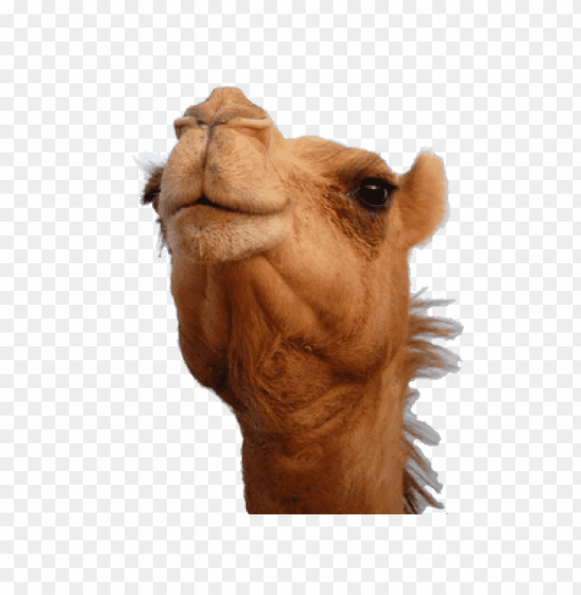 camel,camel free png,camel png free,camel png,camel images png,camel file png,camel transparent