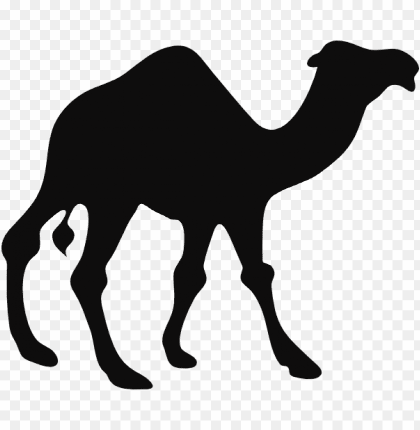 camel,camel free png,camel png free,camel png,camel images png,camel file png,camel transparent