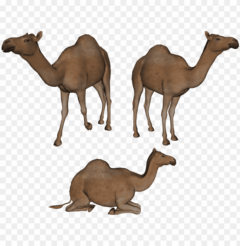 camel,camel free png,camel png free,camel png,camel images png,camel file png,camel transparent