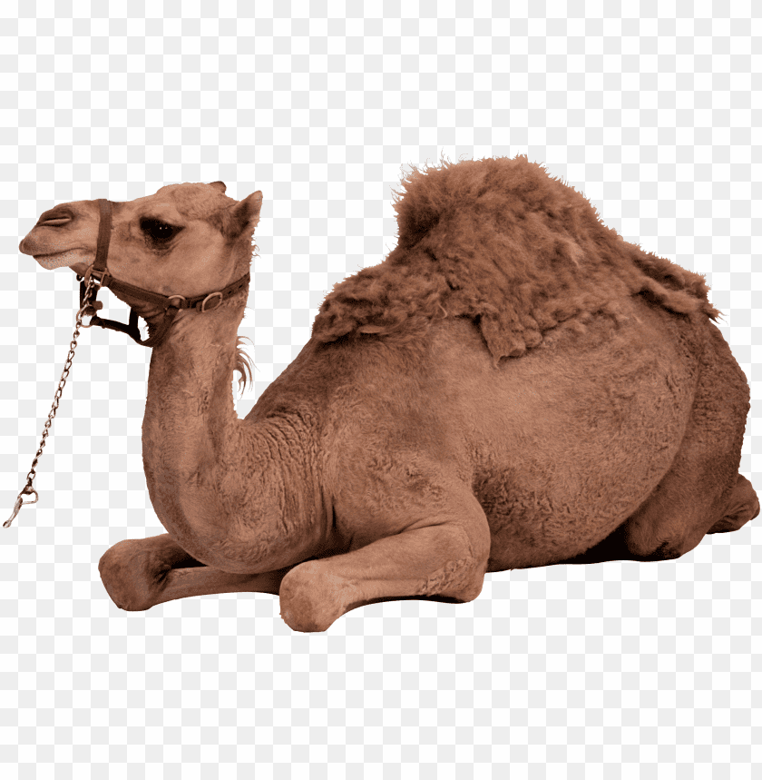 camel,camel free png,camel png free,camel free png,camel png,camel images png,camel file png