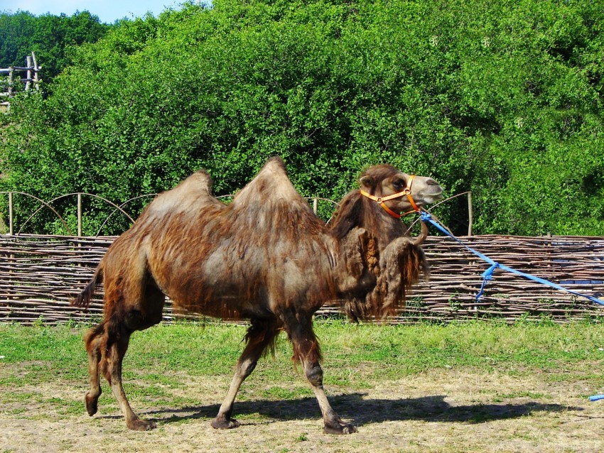 Camel Humps Pasture Steam Walk Wallpaper PNG Transparent Background