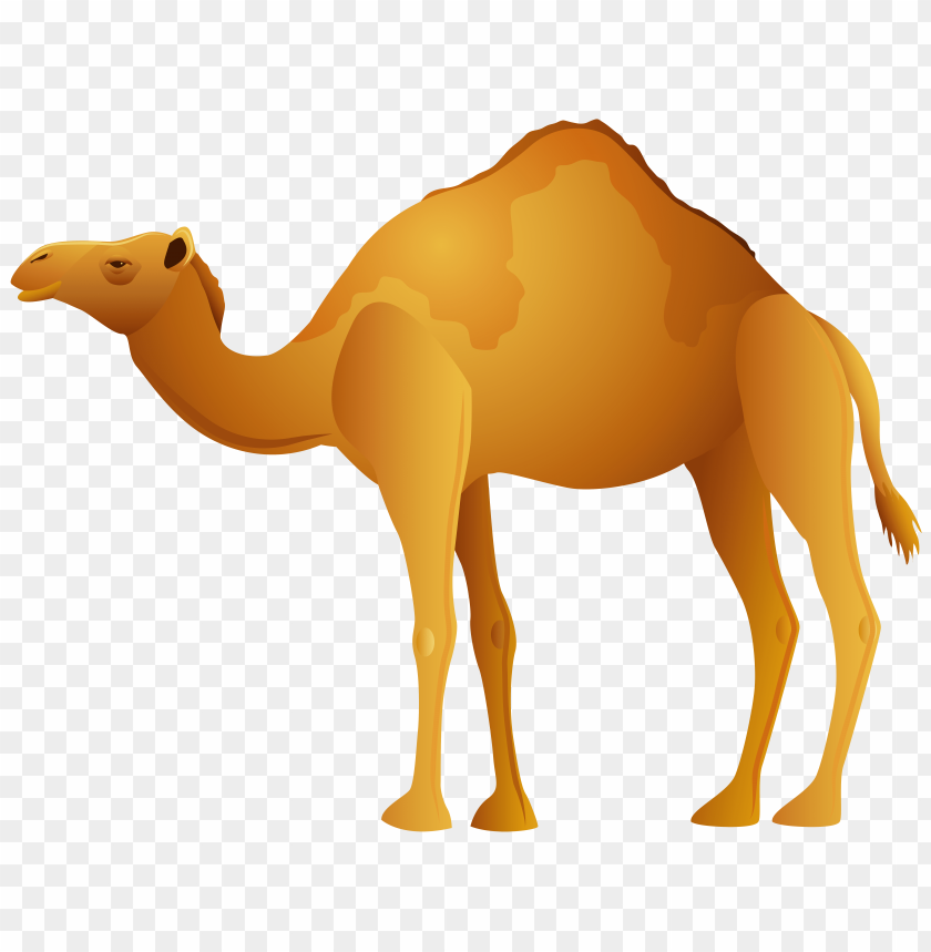 camel