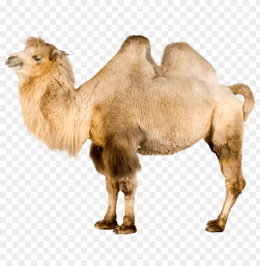 camel