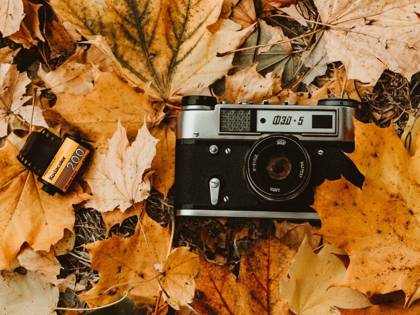 camera, autumn, foliage, retro, vintage, photographic film