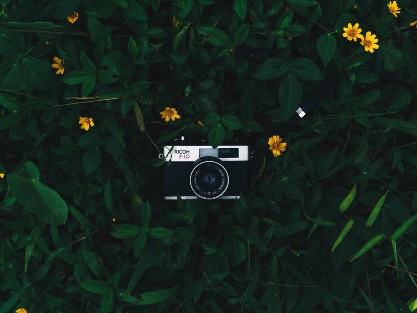 camera, lens, leaves, flowers, green, yellow