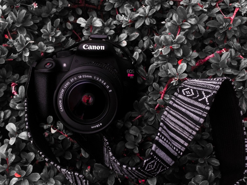 camera, lens, strap, plant, bush