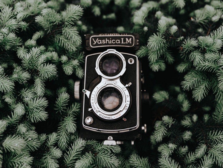 camera, retro, branches, vintage, needles, coniferous