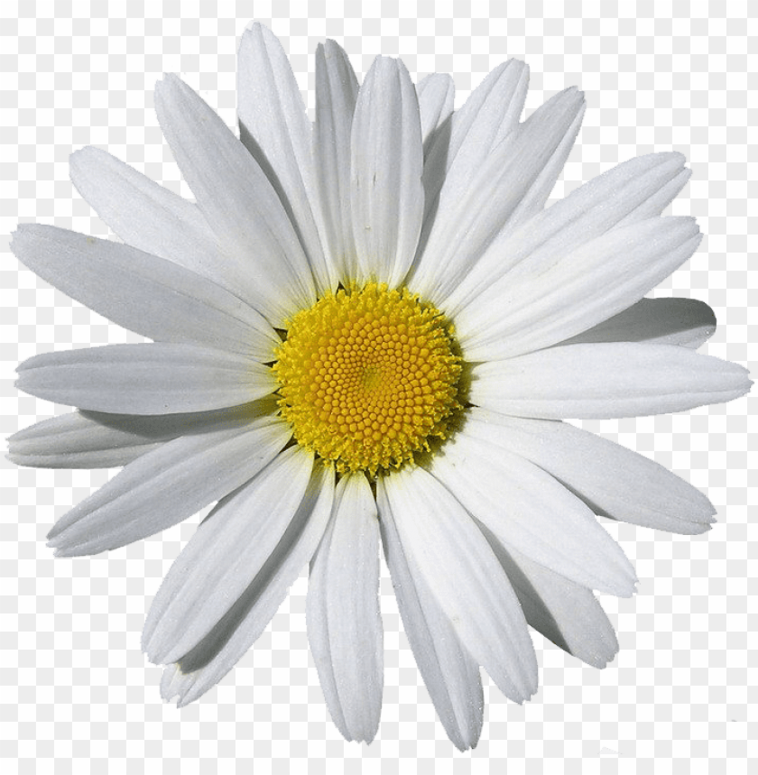 
camomile
, 
chamomile
, 
plants
, 
herb
, 
camomile flower
