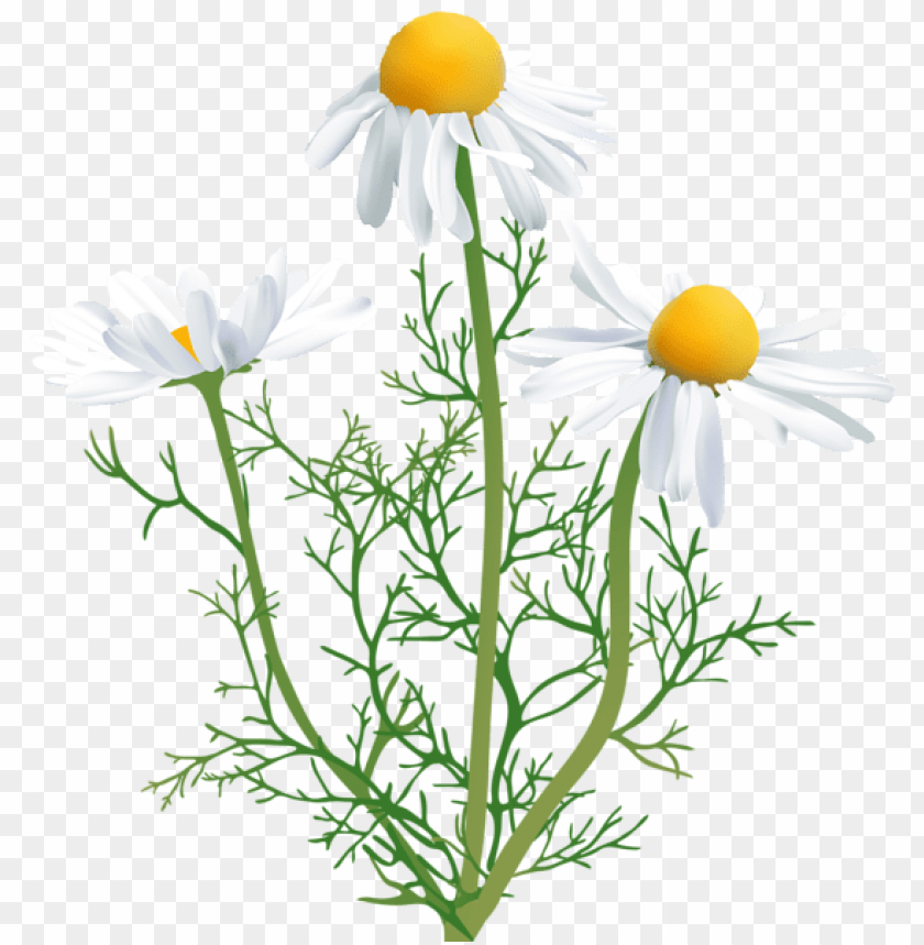 camomile