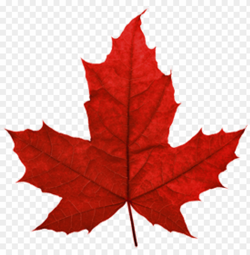 nature, leaf, autumn, canada, maple, canadian,الطبيعة 