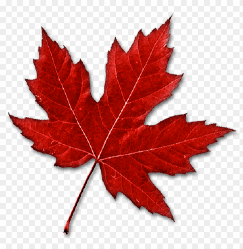 nature, leaf, autumn, canada, maple, canadian,الطبيعة 