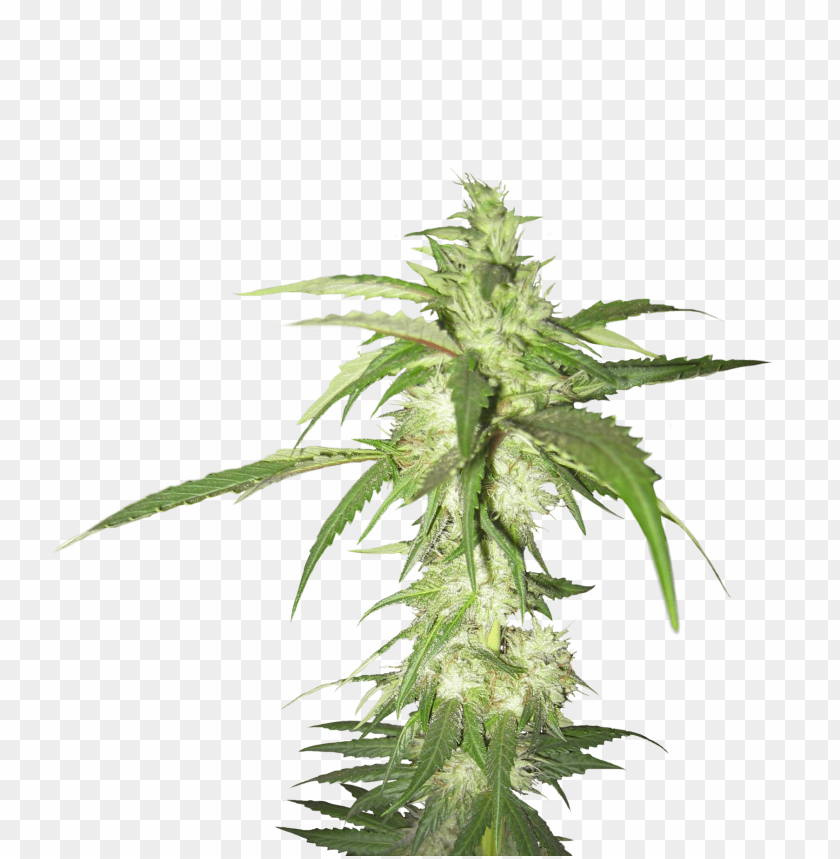 
cannabis
, 
plant
, 
cannabaceae
, 
medicinal
