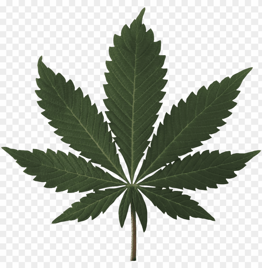 
cannabis
, 
plant
, 
cannabaceae
, 
medicinal
, 
nature
