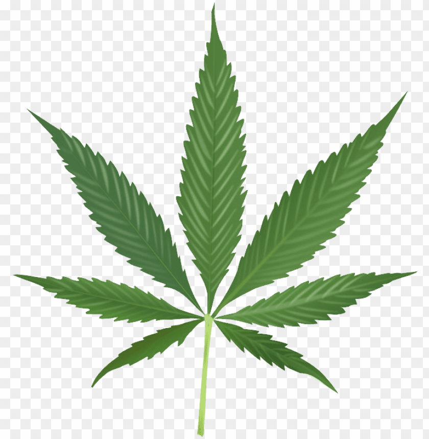 
cannabis
, 
plant
, 
cannabaceae
, 
medicinal
, 
nature
