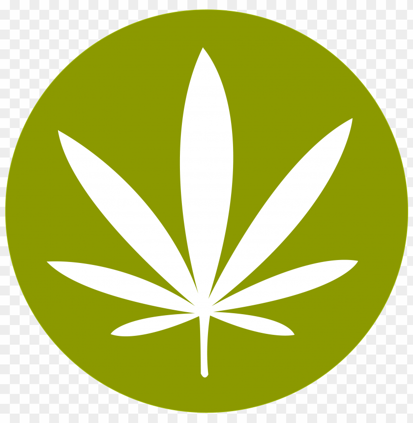 
cannabis
, 
plant
, 
cannabaceae
, 
medicinal
