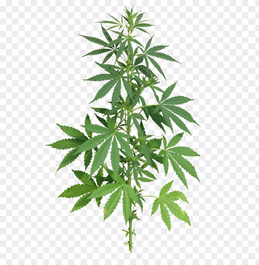 
cannabis
, 
plant
, 
cannabaceae
, 
medicinal
