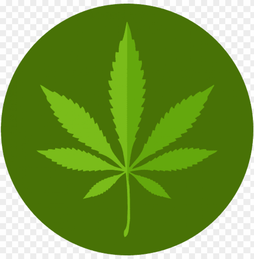 
cannabis
, 
plant
, 
cannabaceae
, 
medicinal
