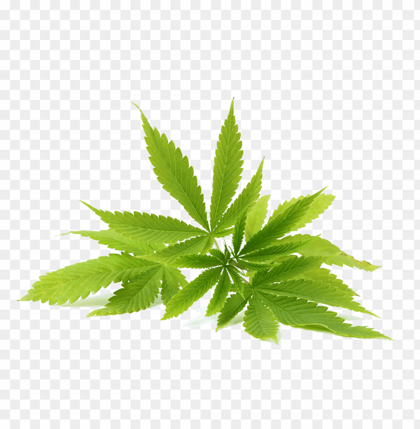 
cannabis
, 
plant
, 
cannabaceae
, 
medicinal
