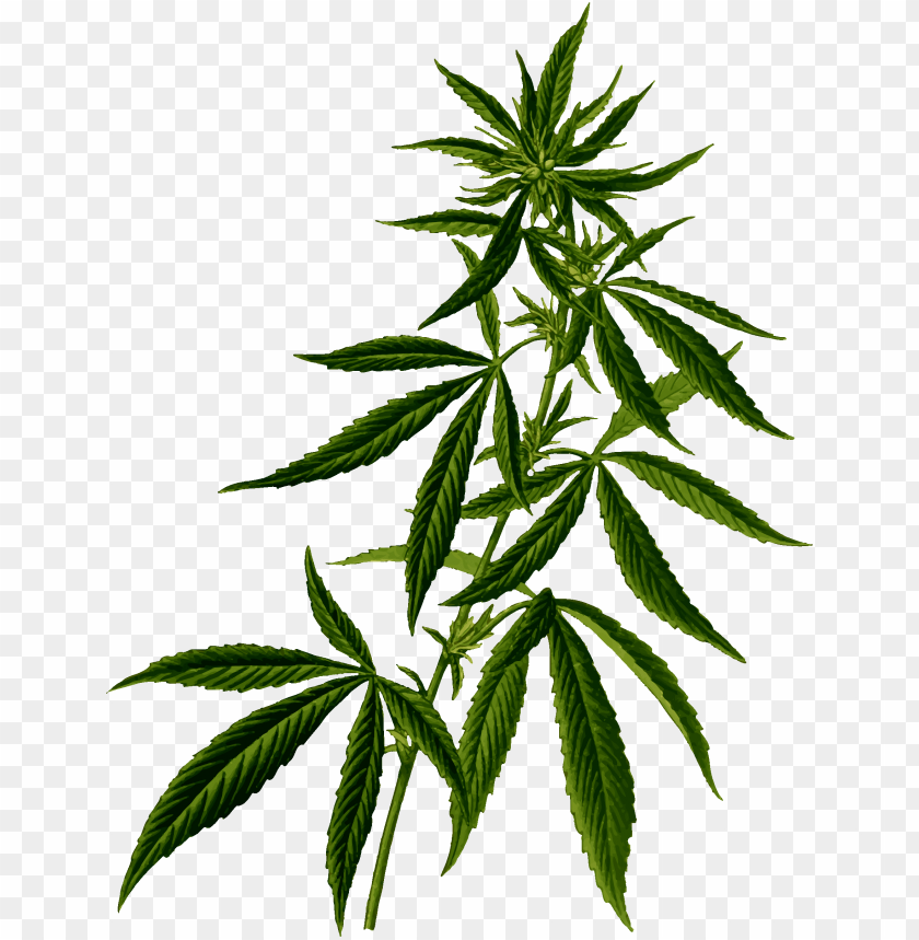 
cannabis
, 
plant
, 
cannabaceae
, 
medicinal
