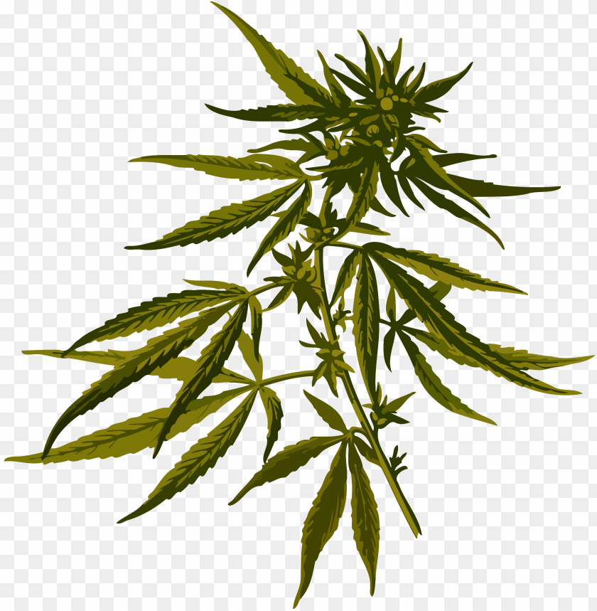 
cannabis
, 
plant
, 
cannabaceae
, 
medicinal
