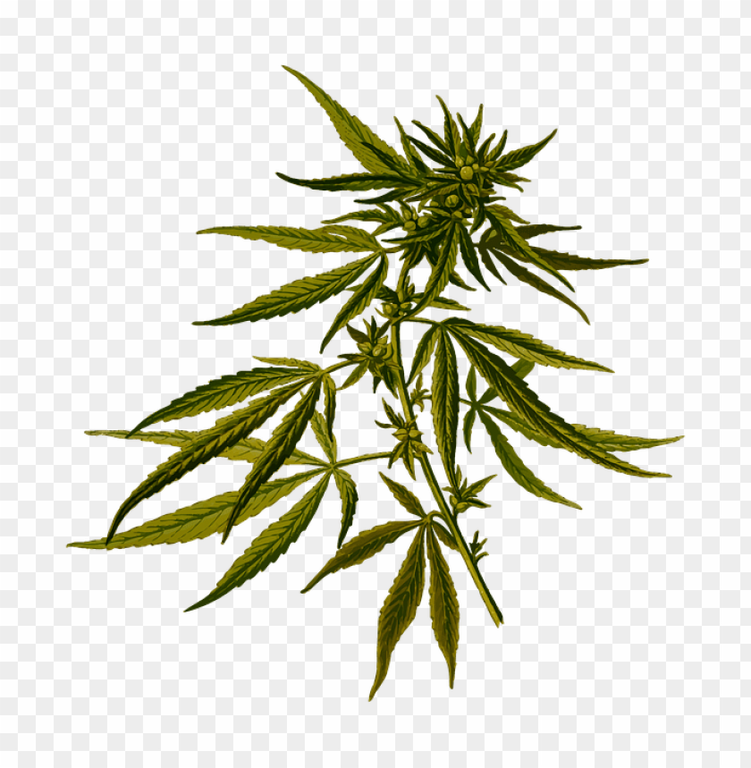 
cannabis
, 
plant
, 
cannabaceae
, 
medicinal
