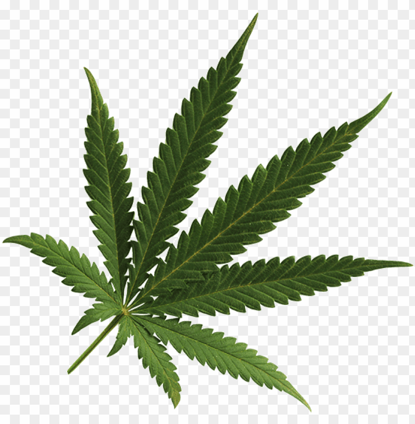 marijuana, texture, illustration, frame, tree, wallpaper, square