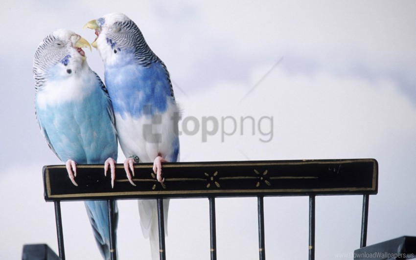 parakeets, blue birds, pet birds, exotic pets, budgerigar, bird lovers, nature photography