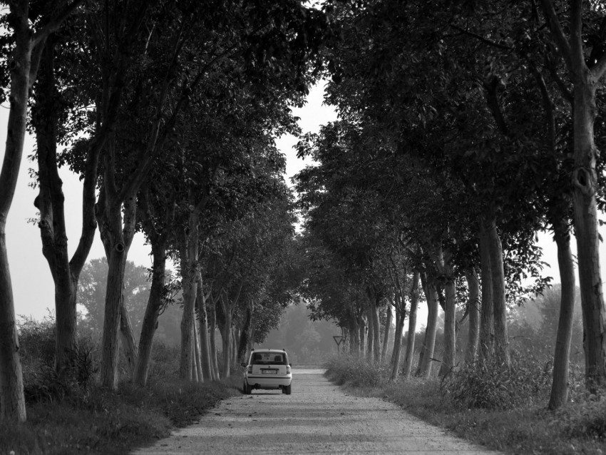 tree-lined road, rural landscape, monochrome photography, peaceful scenery, vintage car