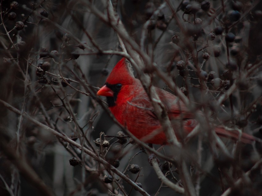 Cardinal Bird Branches Beak Red Background