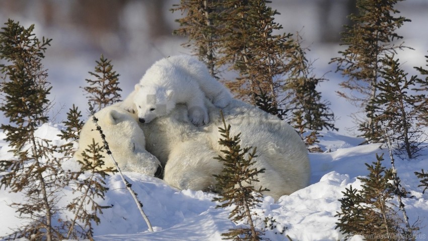 Care Family Grass Polar Bears Snow Wallpaper PNG Transparent Background