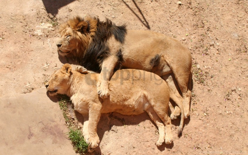 Caring Family Hugging Lion Lioness Lying Rest Sleep Wallpaper PNG Transparent Background